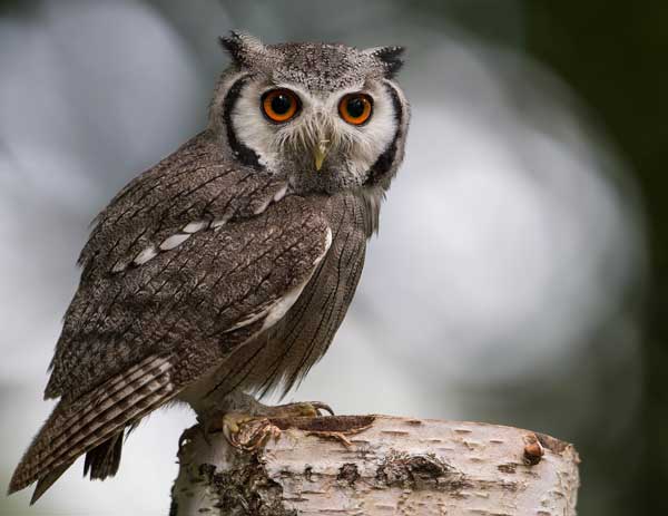 Southern White-Faced Owl