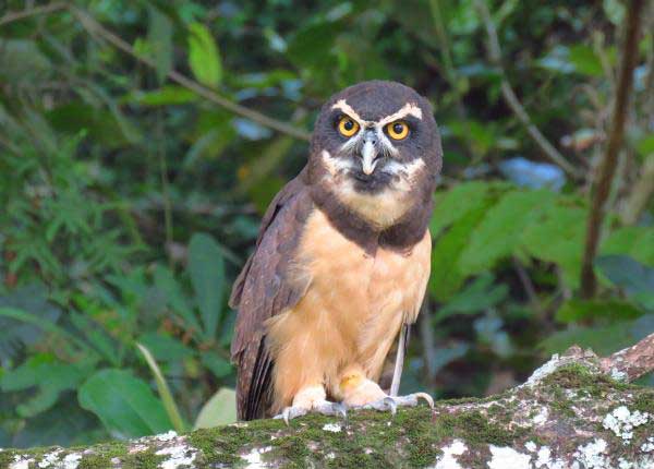 Spectacled Owl