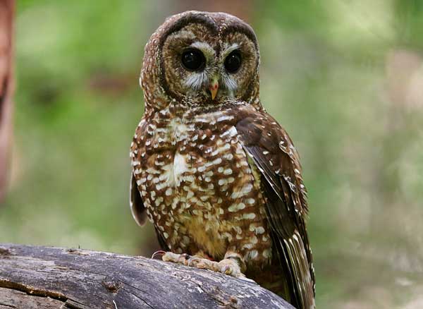 Spotted Owl