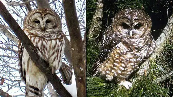 Spotted Owl Vs Barred Owl