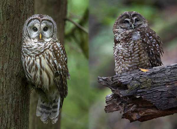 Spotted Owl Vs Barred Owl