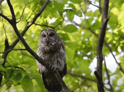 Spotted Owl Vs Barred Owl