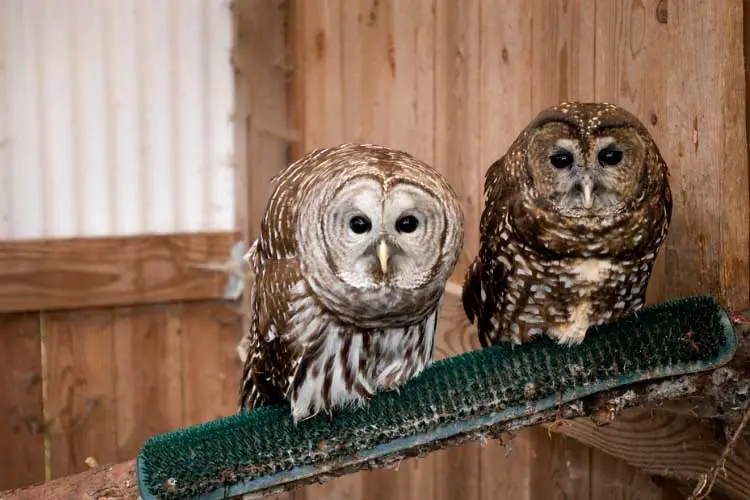 Spotted Owl Vs Barred Owl