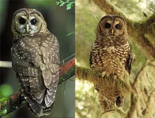 Spotted Owl