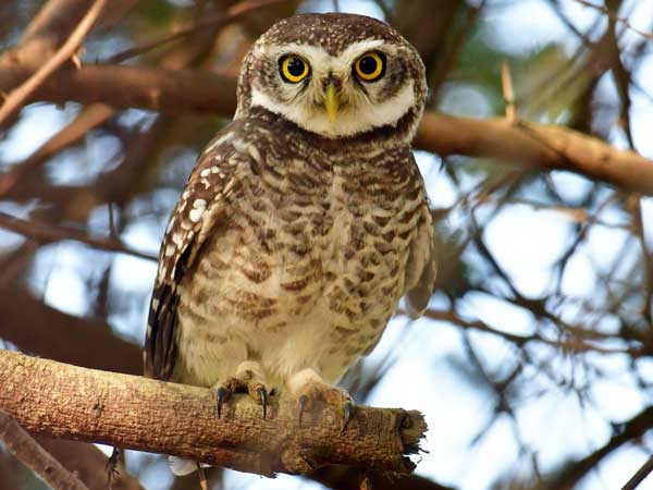 Spotted Owlet