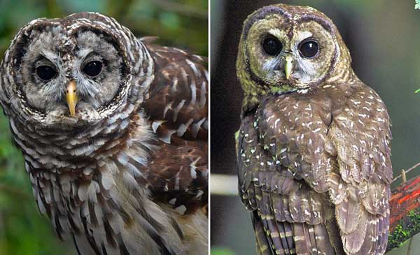 Spotted Owl Vs Barred Owl