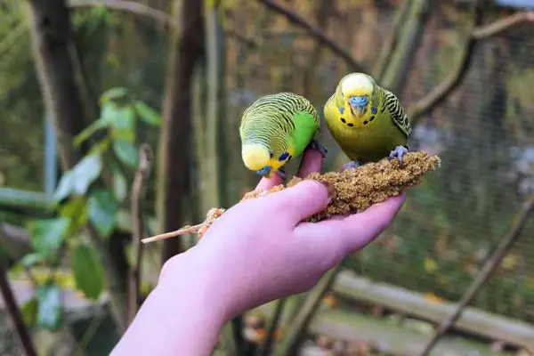 Spray millet For Budgies