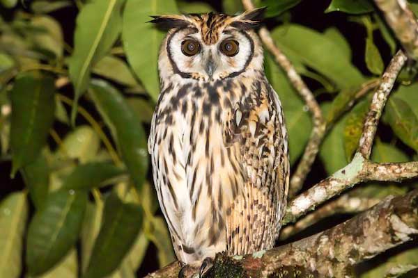 Striped Owl