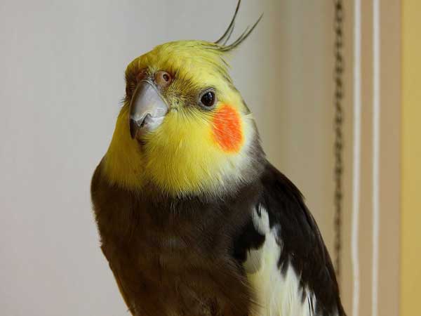 Take the cockatiel to the vet