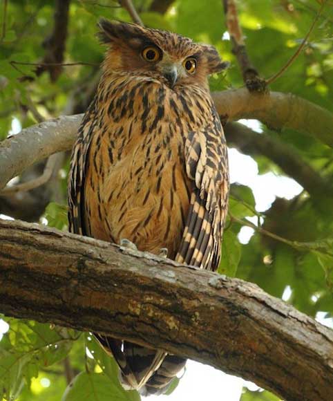 Tawny Fish Owl