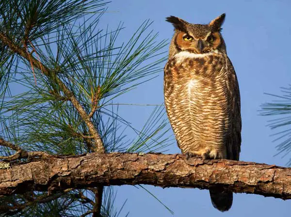 The Great Horned Owl