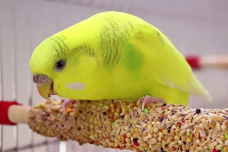 Treats For Budgies