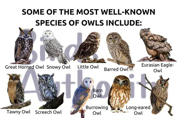 Types Of Owls