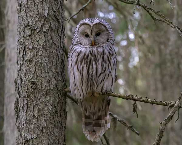 Ural Owl