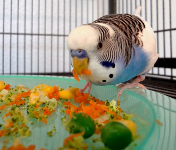 Vegetables For Budgies
