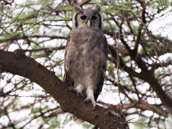 Verreaux’s Eagle Owl