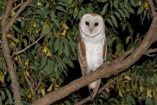 Western Barn Owl