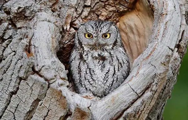 Western Screech Owl