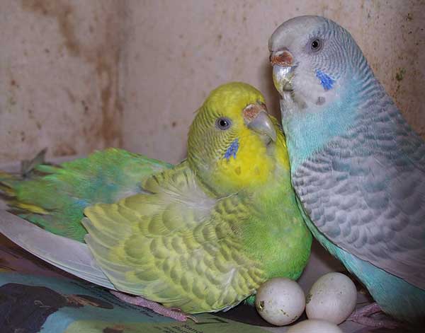 What Do Budgies Like in Their Nesting Box