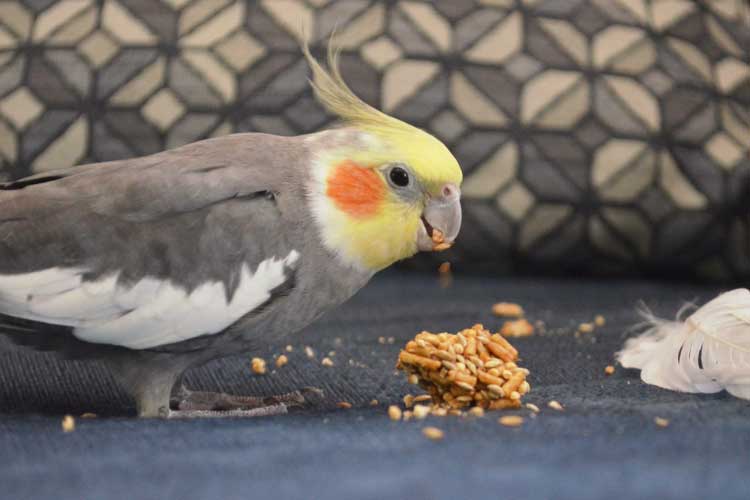 What Do Cockatiels Eat and What They Don’t