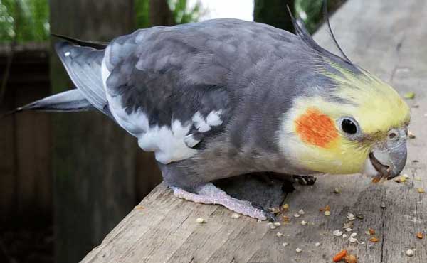 What Do Cockatiels Eat