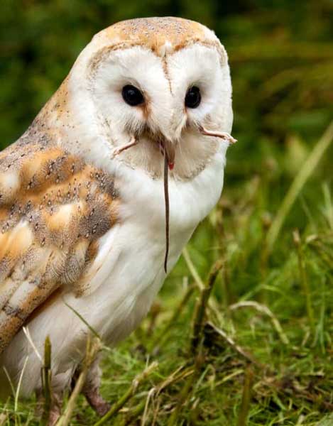 What Do Owls Eat