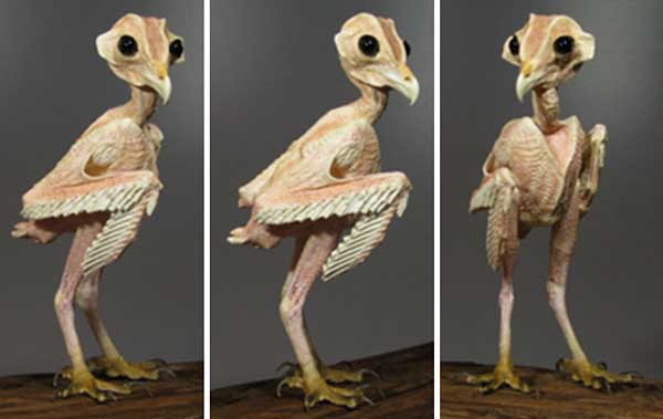 What Do Owls Look Like Without Feathers