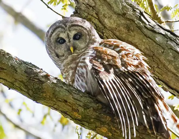 What Does It Mean If An Owl Attacks You