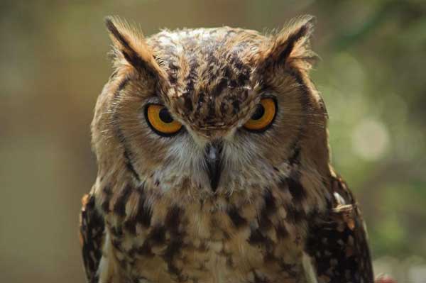 What Does It Mean When An Owl Stares At You