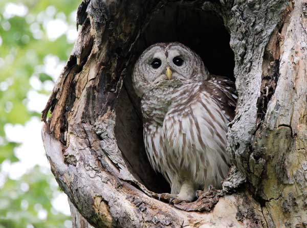 What Does an Owl Nest Look Like