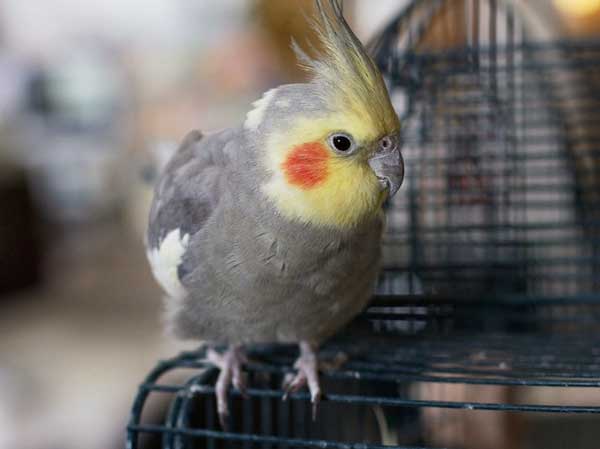 What Don't Cockatiel Eat