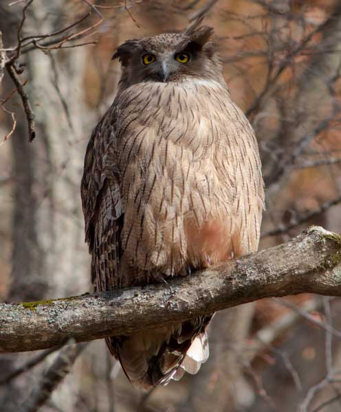 What Is The Biggest Owl In The World