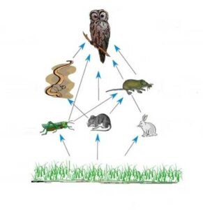 What Do Owls Eat A Complete List Of Food Owl Eats Biology Diagrams