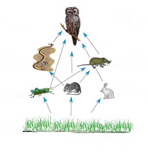 What Is The Food Chain Of An Owl