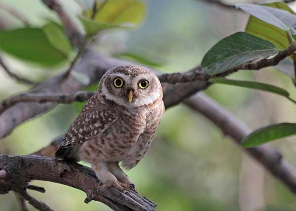What Is The Smallest Owl In The World
