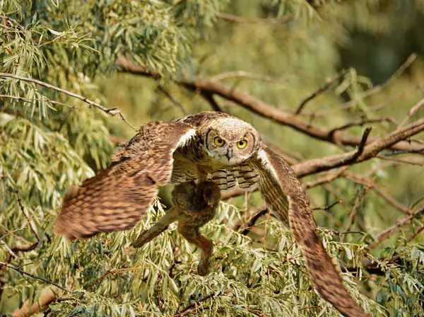 What Preys Do Owls Hunt and Kill