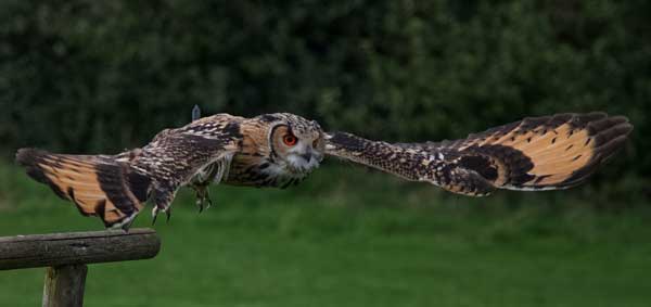 What To Do If An Owl Attacks You