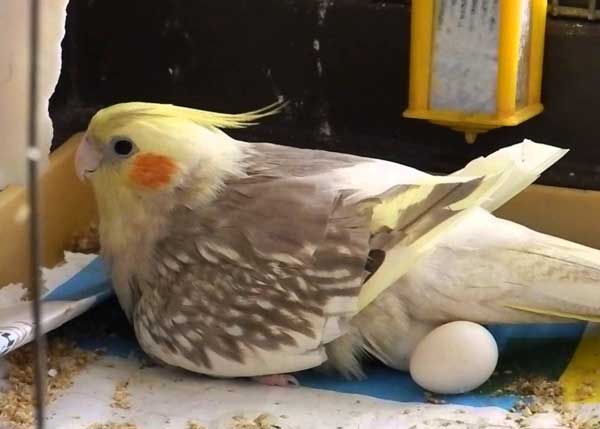 What To Feed Cockatiels When Laying Eggs