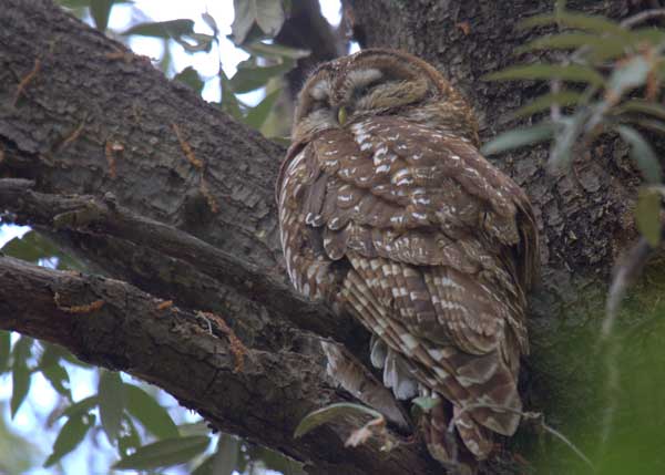 What Trees do Owls Like to Nest In