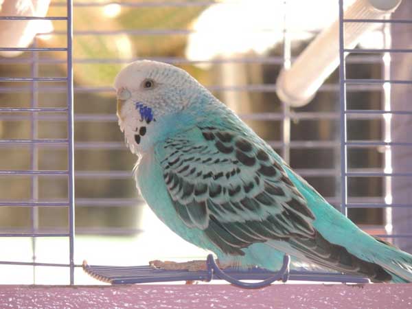 What do budgies do when they are dying