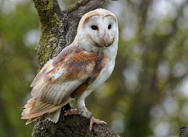 What is the longest Lifespan of an Owl