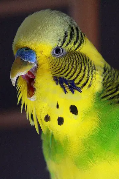 What it means when a budgie opens its beak wide