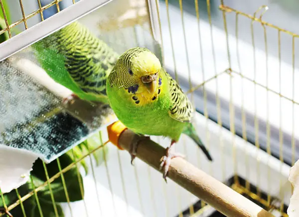 What makes your budgie lonely