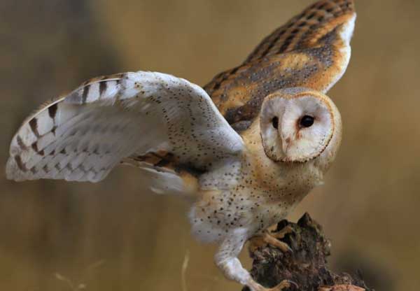 What owls are legal to own in the US