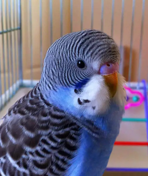 What should you do if your budgie opens and closes its beak