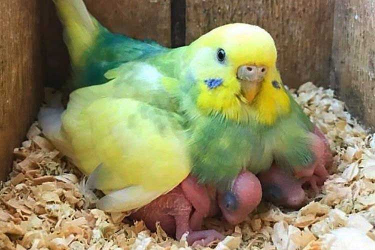 What to Put in a Budgie Nesting Box