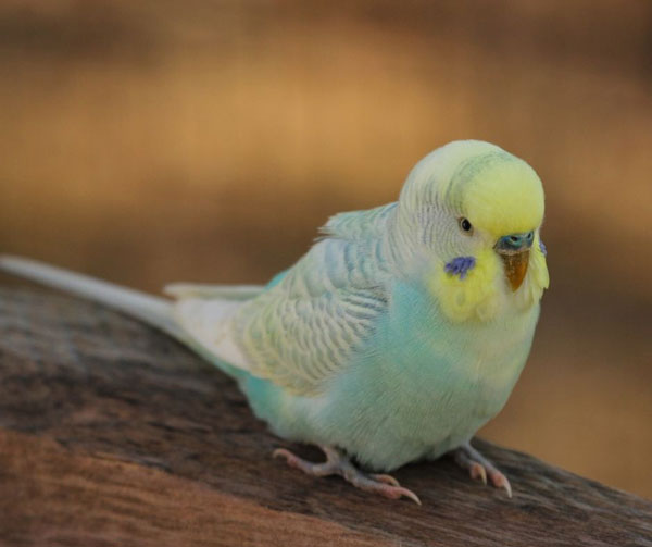 What treats should you avoid for budgies