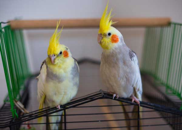 When Is The Cockatiel Mating Season