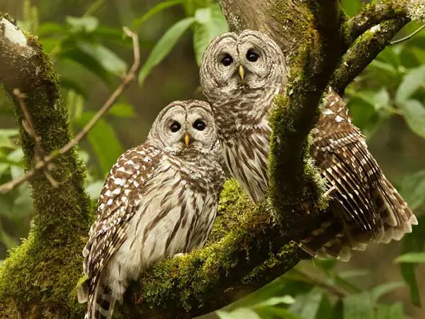 When Is the Owls Mating Season