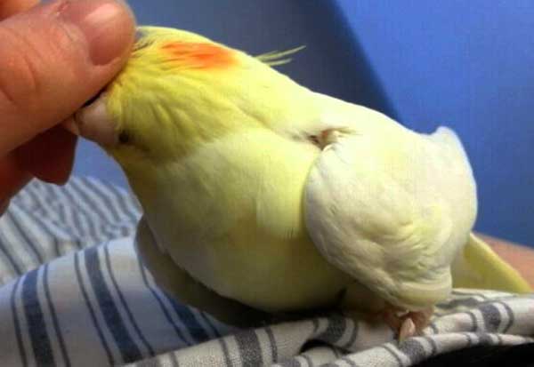 Where Do Cockatiels Like To Be Touched